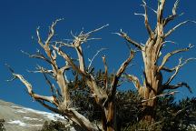 Bristlecone Pine Tree