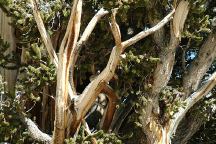 Bristlecone Pine Tree