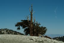 Bristlecone Pine Tree