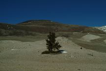 Bristlecone Pine Tree