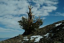 Road 4S01 Bristlecone Pine