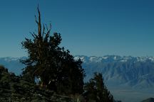 Road 4S01 Bristlecone Pine