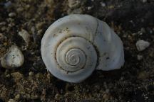 Snail Fossil