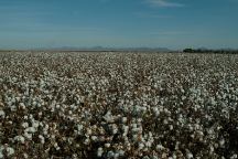 Cotton Fields