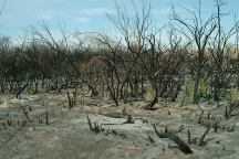 Wildfire damage at Cibola NWR