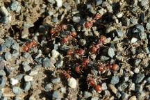 Red Ants