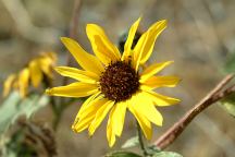 Flower near John Day Dam