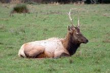 Elk Photo