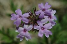 Tiny Flowers at Cochise Stronghold