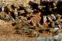 Honey Bee Hive