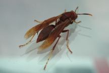 Big Red Wasp