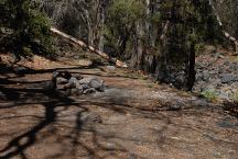 Dispersed Camp on Fossil Creek Road