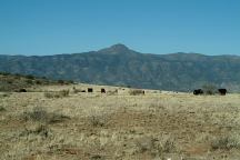 Cows on Fossil Creek Road