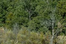 Turkey Creek Road Trees