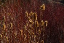 Weeds at Devil's Post Pile Campground