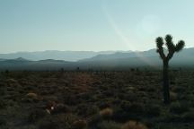 Lee Flat Joshua Trees