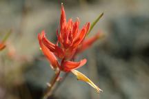 Flowers at dispersed camp on Road 23