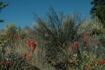 Flowers at dispersed camp on Road 23