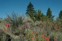 Flowers at dispersed camp on Road 23