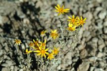 Flowers at Sand Springs Campground