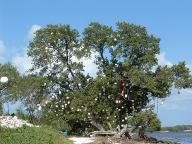 Tree covered with bulbs on Highway 1