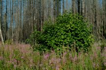 Burn area on Big Fall Creek Road