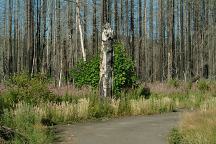 Burn area on Big Fall Creek Road