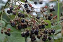 Blackberries