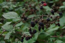 Blackberries