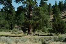 Jones Crossing Campground