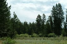 Trees viewed from Mud Creek Campground