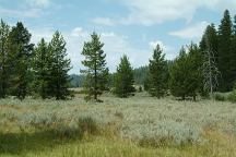 Trees viewed from Mud Creek Campground