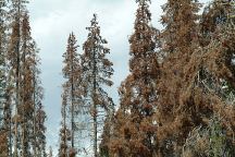 Trees viewed from Mud Creek Campground