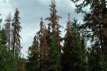 Trees viewed from Mud Creek Campground