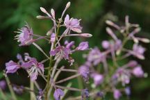 Flowers at Mud Creek Campground