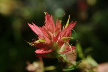 Flowers from Overton Reservoir