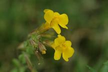 Flowers from Overton Reservoir