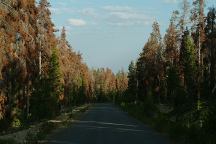 Road#28 Dead Trees