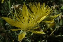 Flowers on Road 33