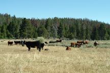 Cattle