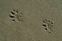 Raccoon Tracks