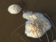 Foam floating on the Mississippi River