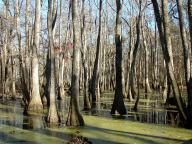 Natchez Trace Parkway