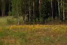 Wild Flowers