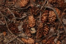 Pine cones