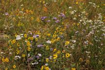 Wilg Flowers