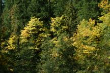 Autumn Colors from Quartzville Road