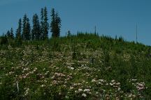 Wildflowers on Road#1162