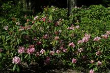 Wildflowers on Road#1164