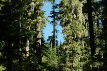 Trees at the campsite on Road#1164